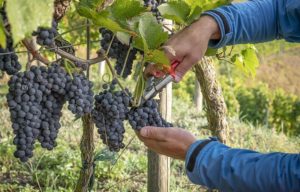 As principais uvas do Chile